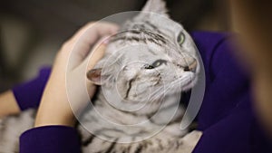 The child strokes a falling asleep gray cat. The cat relaxed. Face of a cat close-up