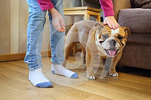 Child stroking English bulldog in the