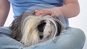 Child is stroking fluffy Sheltie guinea pig at white background. Slow motion. Close up