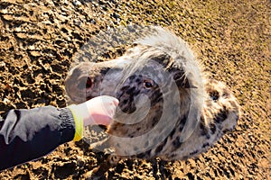 Child stroking a pony