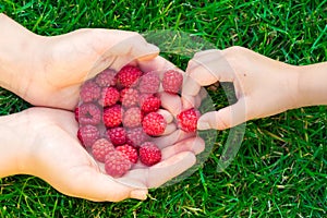 Child taking raspberries with mother`s hands