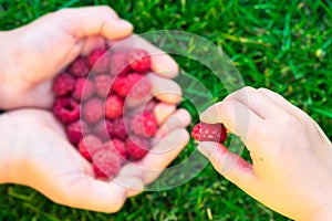 Child taking raspberries with mother`s hands