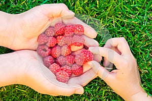 Child taking raspberries with mother`s hands