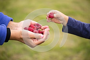 Child taking raspberry from mother`s hands