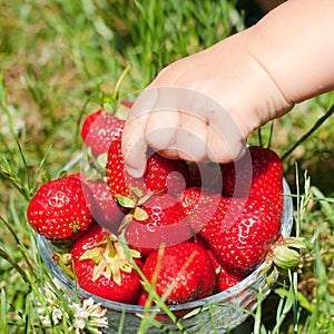 Child taking red ripe strawberry