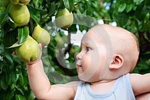 Child taking ripe pears at orchard in autumn. Little boy wanting to eat sweet fruit from tree in garden at fall harvest