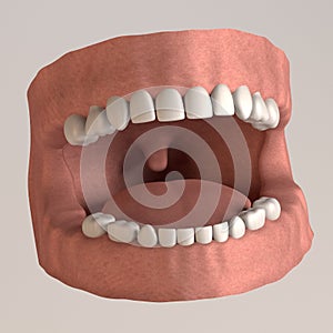 Child teeth (20 teeth)