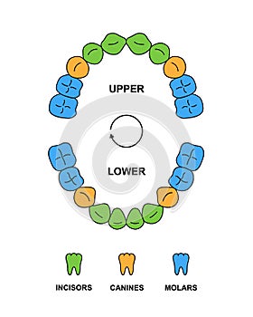 Child teeth dentition anatomy with descriptions. Child upper and lower jaw parts - incisor, canine and molar teeth