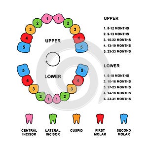 Child teeth dentition anatomy with descriptions. Child jaw parts - central incisor, lateral incisor, cuspid, first molar photo