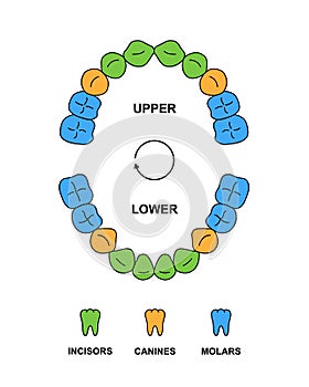 Child teeth dentition anatomy with descriptions. Child upper and lower jaw parts - incisor, canine and molar teeth photo