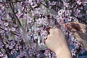 Child ties red and white thread - Martenitsa on blossoming tree branch in garden. Springtime  hello spring concept