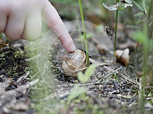 The child touches the index finger of his right hand a large grape snail in the forest against the green grass on a Sunny summer d