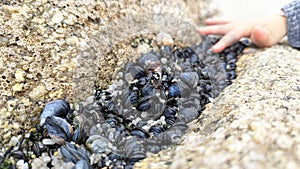 A child touching a clump of tightly packed mussels photo