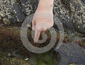 Child touching a sea anemone in a rockpool, Cornwall, England photo