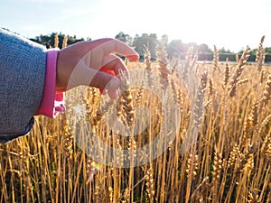 Child touching wheat grain on a field at close up