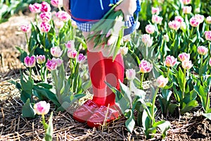 Child in tulip flower field. Windmill in Holland.