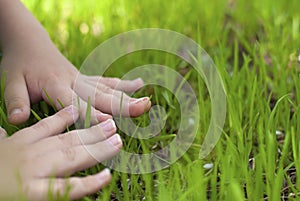 Child two hands touch green grass closeup view with copy space . Love nature. Enjoy spring summer yard. Children people