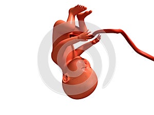 Child with umbilical tube upside down 3d render on white background no shadow