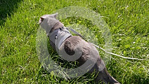 Child Walking a Fat Gray British Cat on a Leash in the Open Air in Thick Grass