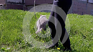 Child Walking a Gray British Cat on a Leash Outdoors in Green Grass. Pet Walking