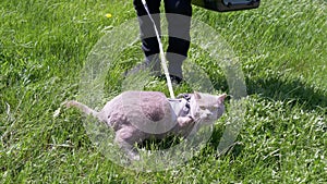 Child Walking Gray Domestic Cat on a Leash Outdoors on Green Grass. 4K