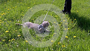 Child Walking Gray Domestic Cat on a Leash Outdoors on Green Grass. 4K