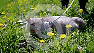 Child Walking Gray Domestic Cat on a Leash Outdoors on Green Grass. Slow motion