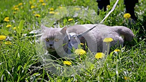 Child Walking Gray Domestic Cat on a Leash Outdoors on Green Grass. Slow motion