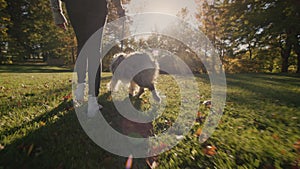 A child is walking in the park with his dog. In the frame, you can see the legs