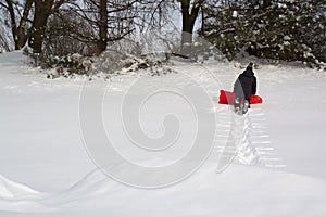 Child walking up along snowy hill with sled on winter day. Outdoor fun for family. Winter activity.