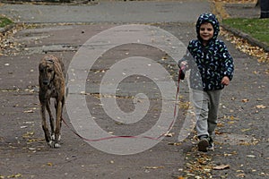 Child walkng with dog outdoor. Big cute greyhound dog walking with baby boy