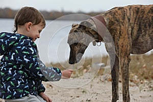 Child walkng with dog outdoor. Big cute greyhound dog walking with baby boy