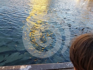Child watching pelicans, white crane, and tarpon fish in La Guancha in Ponce, Puerto Rico