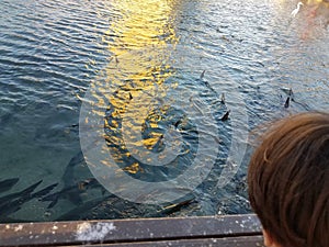 Child watching pelicans, white crane, and tarpon fish in La Guancha in Ponce, Puerto Rico photo