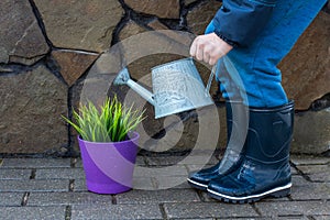 Child watering a potted plant from a watering can