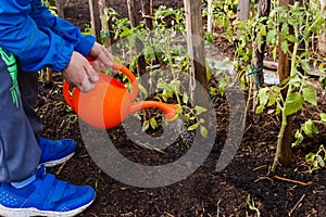 Child watering tomato seedlings from a small orange watering can in the garden