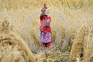 A child who works and gathers grain from the field