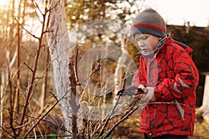 Child works in the garden. Boy shears trims trees and shrubs in the spring or fall