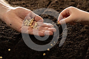 A child& x27;s hand and an adult& x27;s hand plant seeds. Growing vegetable seeds on seed soil in gardening metaphor