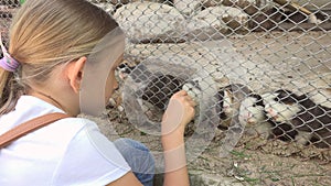 Child in Zoo Park, Girl Feeding Guinea Pigs, Kids Love Nursing Animals Pets Care