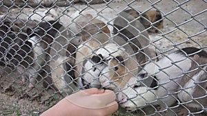 Child in Zoo Park, Girl Feeding Guinea Pigs, Kids Love Nursing Animals Pets Care