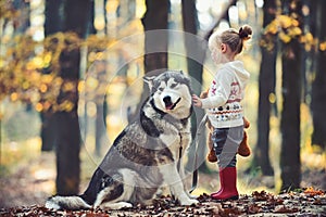 Childhood, game and fun. Red riding hood with wolf in fairy tale woods. Child play with husky and teddy bear on fresh