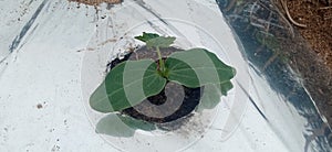 childhood vegetable crops