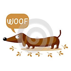 Childish illustration with cute dachshund dog and english text woof. Happy concept, colorful background, print