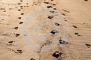 Children and adult foot prints on a warm sand surface. Family day on a beach concept. Day outdoor by the ocean or sea