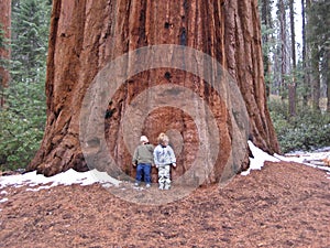 Children against Sequoia Tree