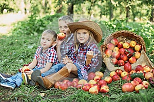 Children with Apple in the Apple Orchard. Child Eating Organic Apple in the Orchard