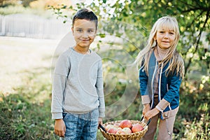 Children with Apple in the Apple Orchard. Child Eating Organic Apple in the Orchard. Harvest Concept. Garden, Toddler eating