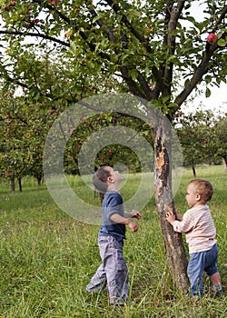 Children in apple orchard