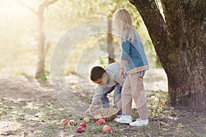 Children with Apple in Orchard. Harvest Concept